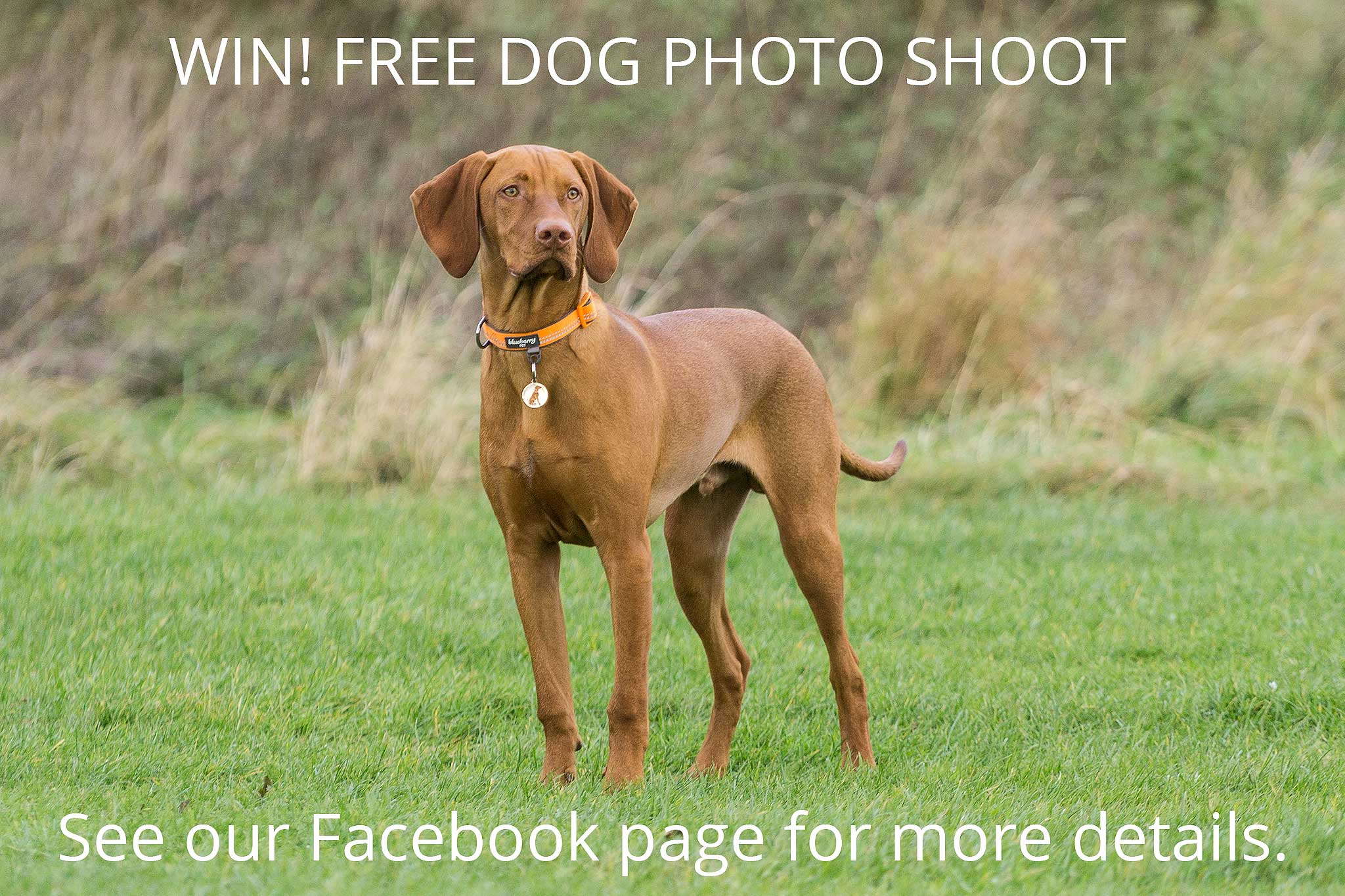 Dog Photo Shoot Competition