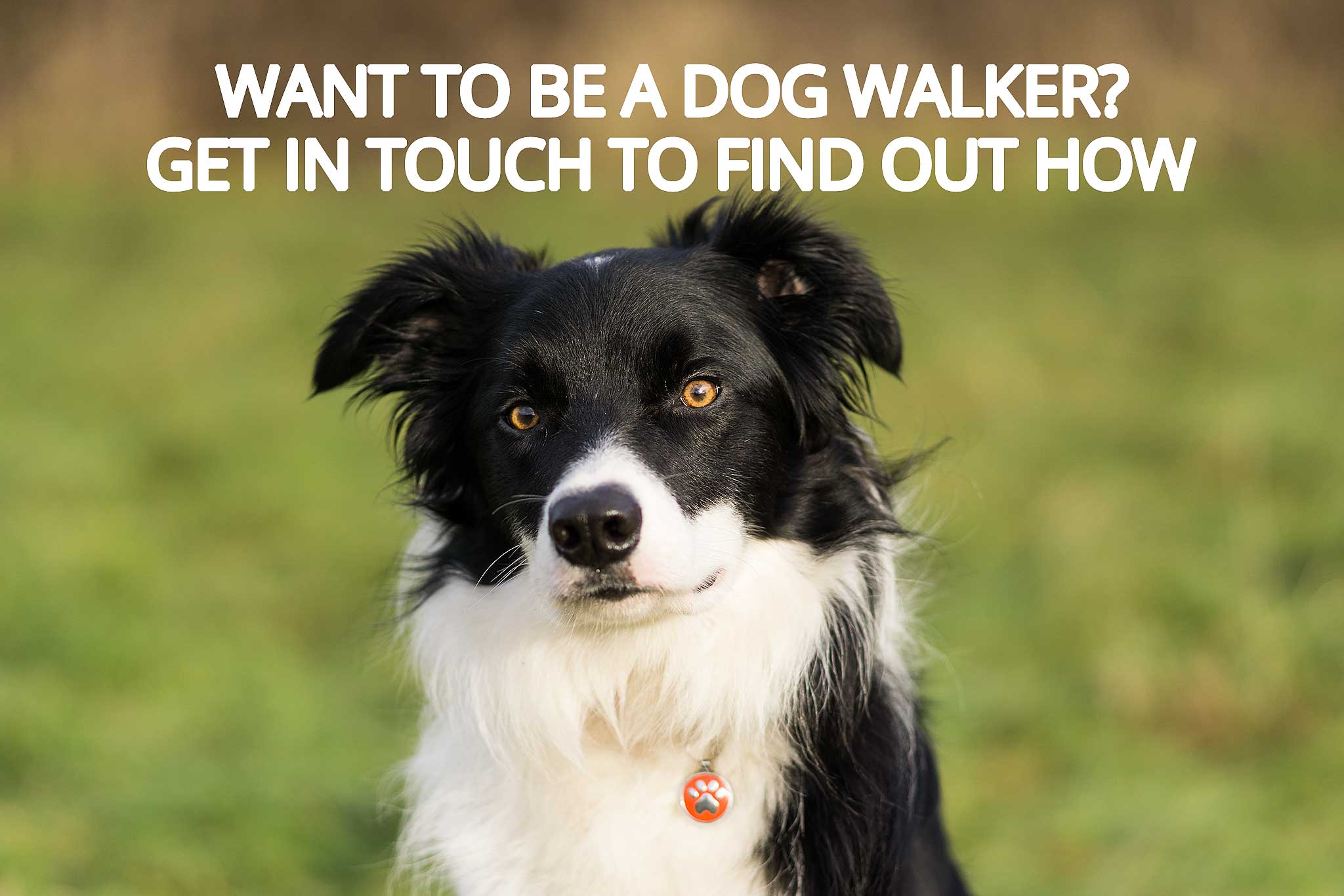 Dog Walking Jobs with Northampton Dog Walker
