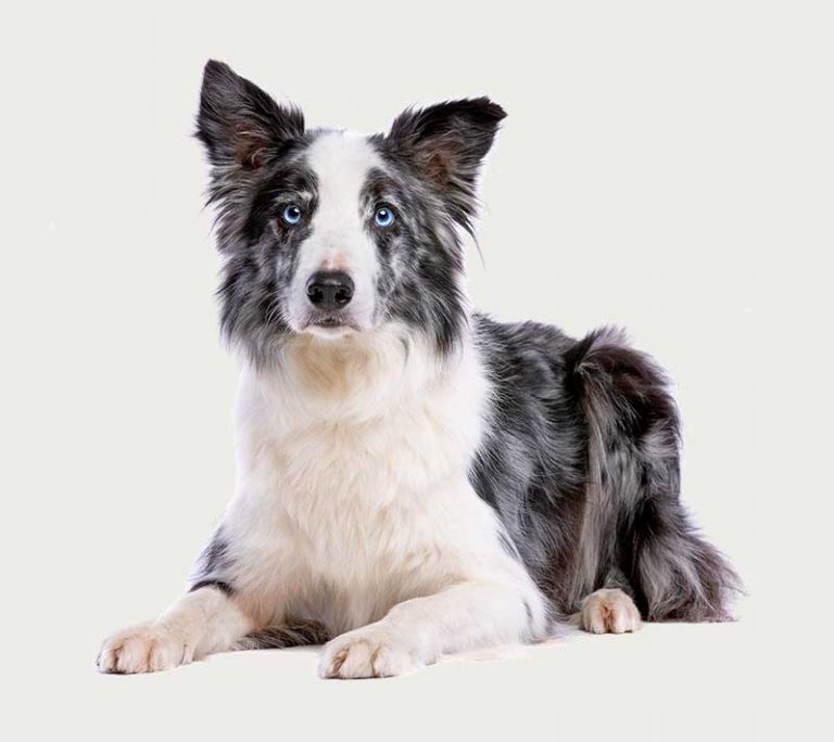 Pet Transport UK Pet Taxi Cat & Dog Transport UK