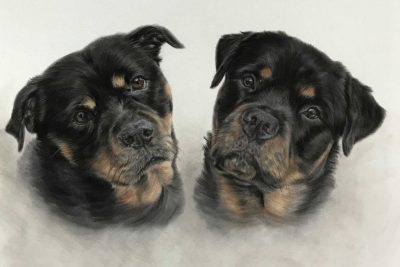 Pet Portraits - Two Rottweilers