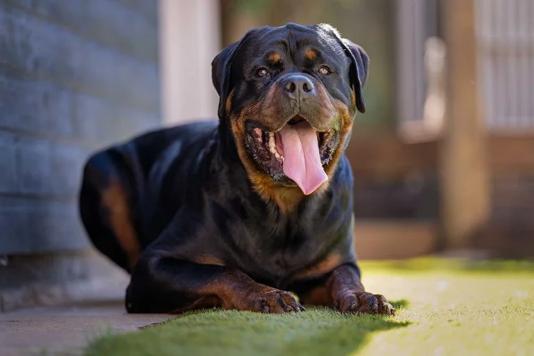 Dog Boarding Northampton - Northampton Dog Walker